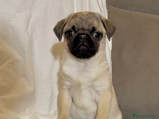 Carlino cani Carlino- cucciolo Allevamento ENCI-FCI - Annuncio 14