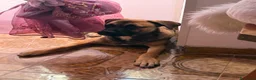 Meticcio cani in regalo: Wendy a Città metropolitana di Roma Capitale - Annuncio 14