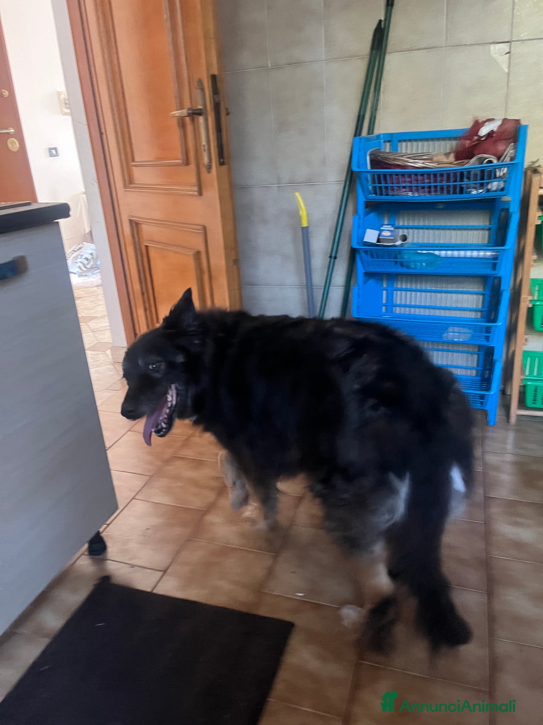 Pastore Belga cani in regalo: Pastore belga/tedesco  a Città metropolitana di Roma Capitale - Immagine 8