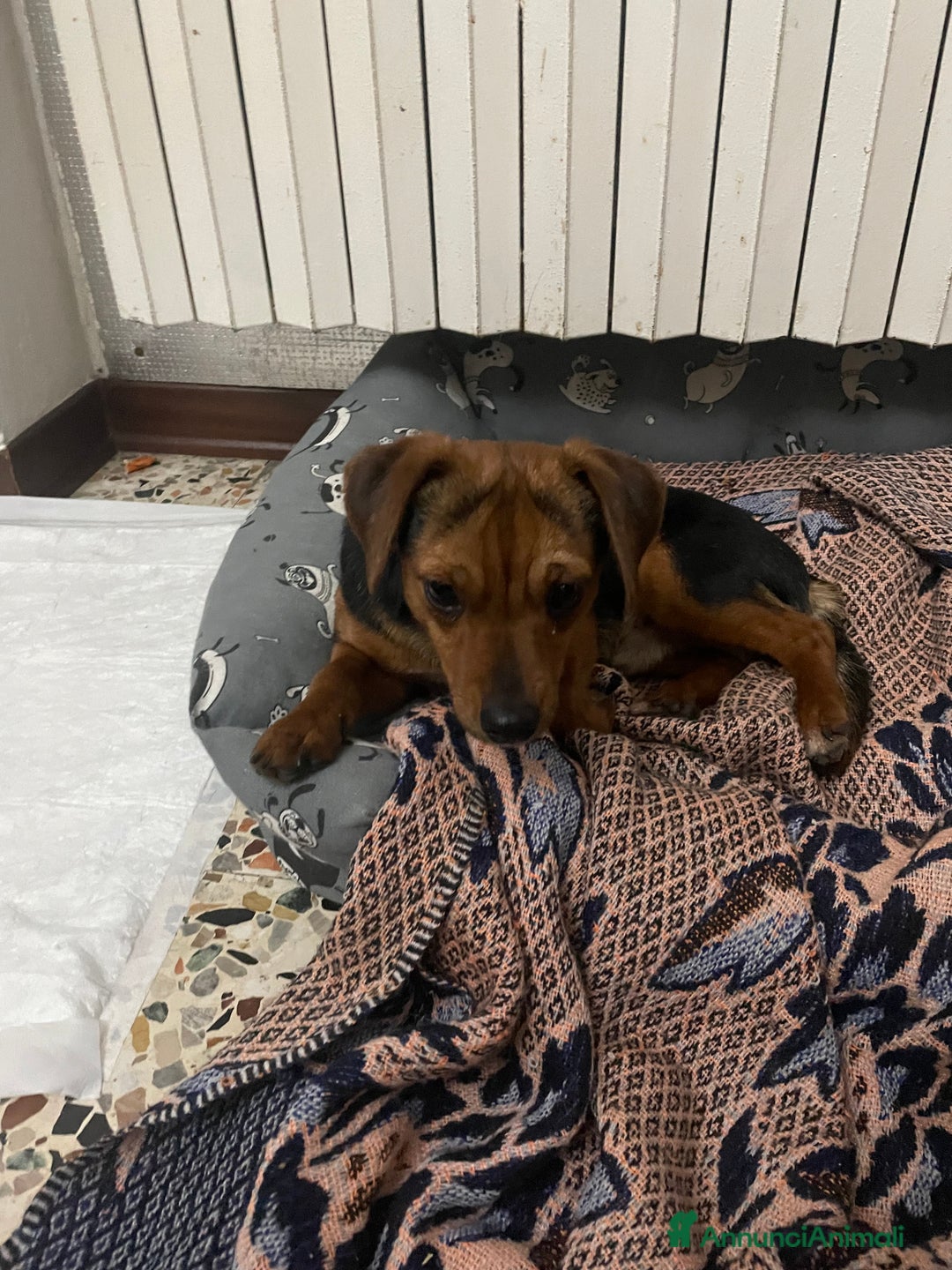 Jagdterrier cani in vendita: Vendo due cuccioli fratelli  - Annuncio 2
