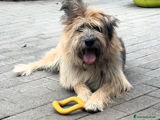 Meticcio cani SPANK BRIARD - Annuncio 42