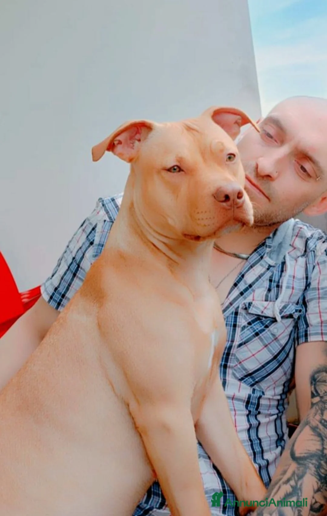 Pitbull cani in vendita: CUCCIOLI AMERICAN PIT BULL TERRIER RED NOSE  a Provincia di Rovigo - Annuncio 1