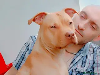 Pitbull cani CUCCIOLI AMERICAN PIT BULL TERRIER RED NOSE - Annuncio 2