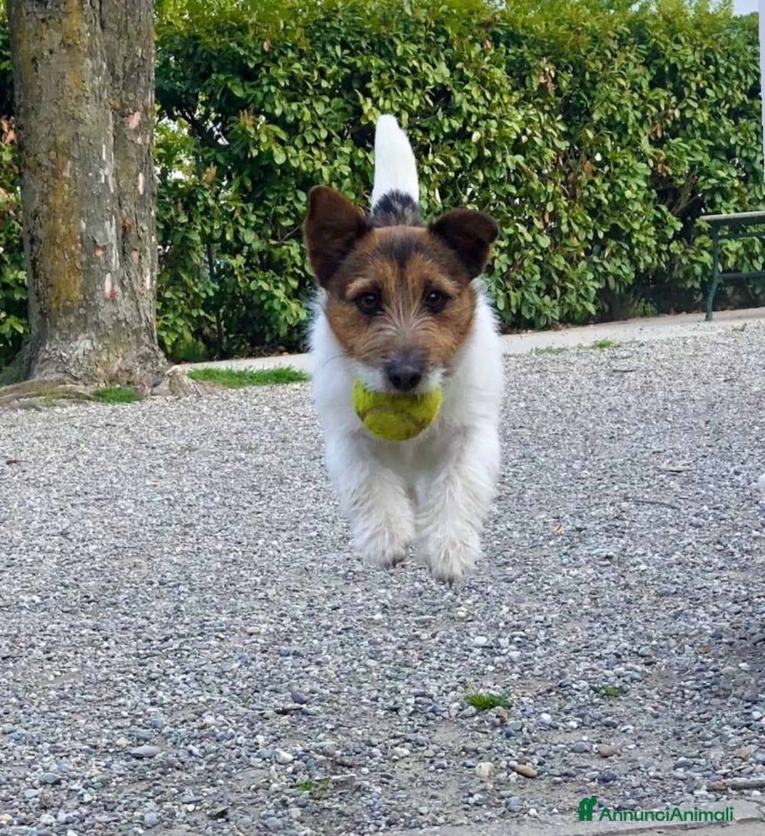 Jack Russell cani Cuccioli jack Russell  - Annuncio 4