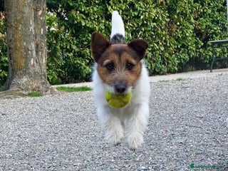 Jack Russell cani Cuccioli jack Russell - Annuncio 35