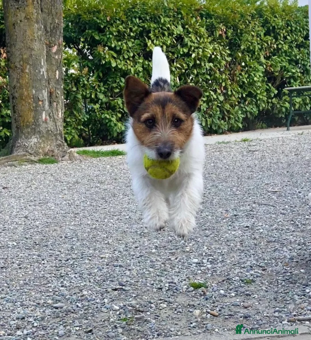 Jack Russell cani in vendita: Cuccioli jack Russell  - Annuncio 1