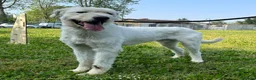 Meticcio cani in regalo: BELLE BELLISSIMO CERCA CASA - Annuncio 5