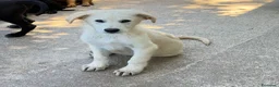 Meticcio cani in regalo: Spyke a Provincia di Alessandria - Annuncio 1