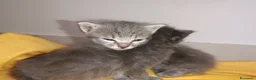 Certosino gatti in vendita: Gattini  - Annuncio 11