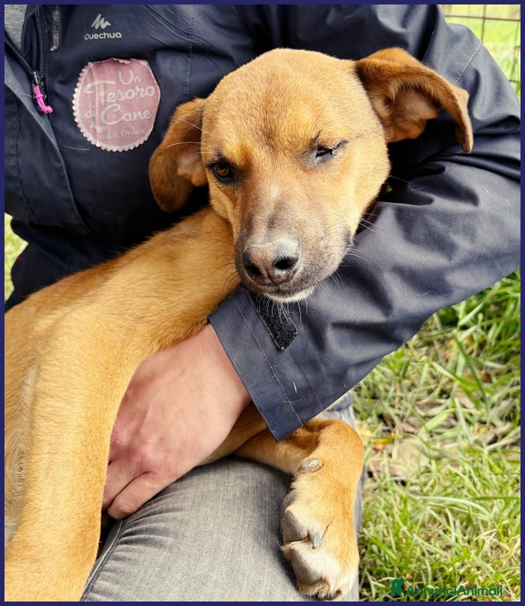Meticcio cani in regalo: GUE' PEQUENO, 2 ANNI, POCO PIU' DI 10 KG, UN TENER a Città metropolitana di Milano - Annuncio 13