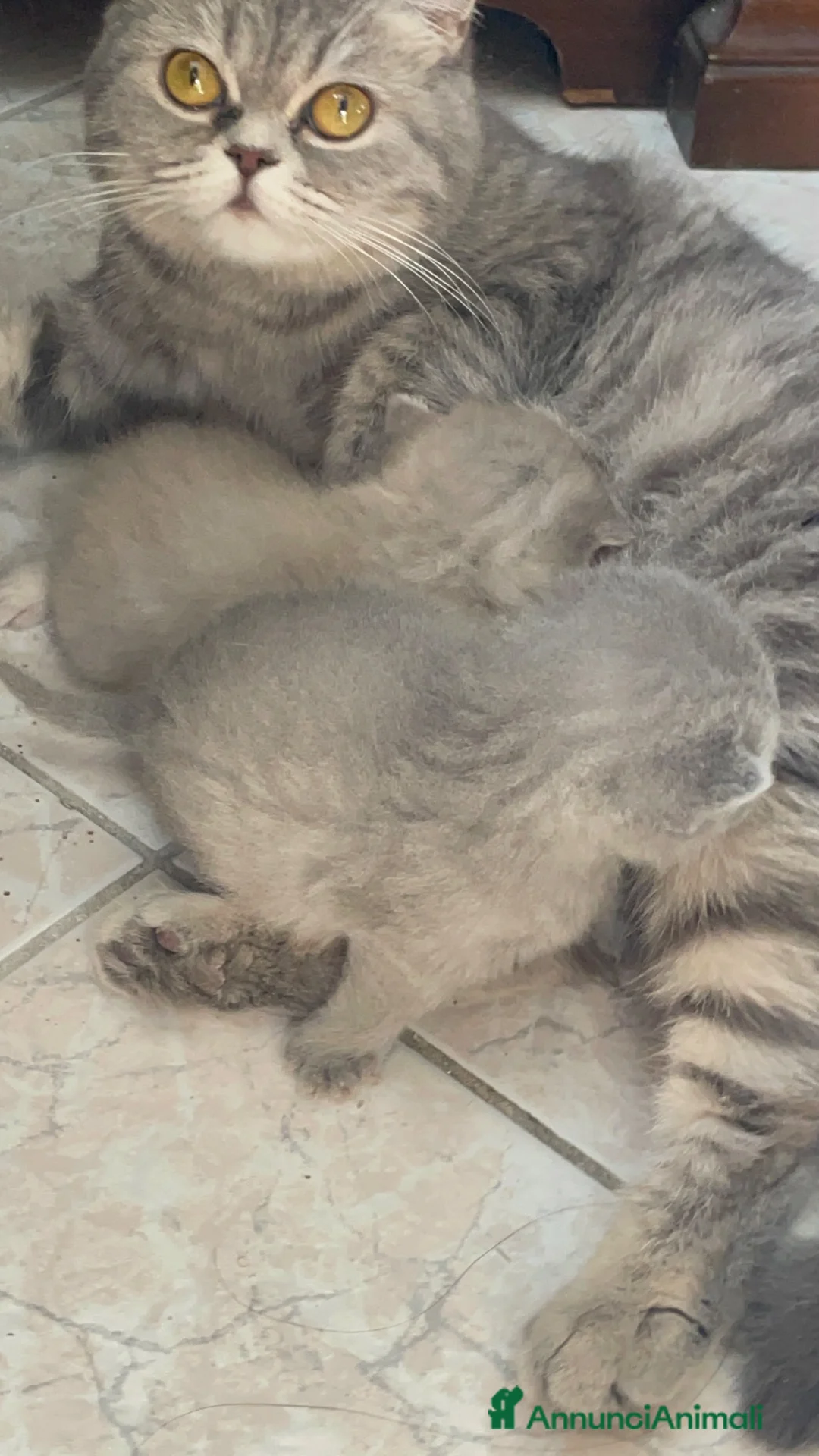 Scottish gatti in vendita: Gattina Scottish Fold - Annuncio 2