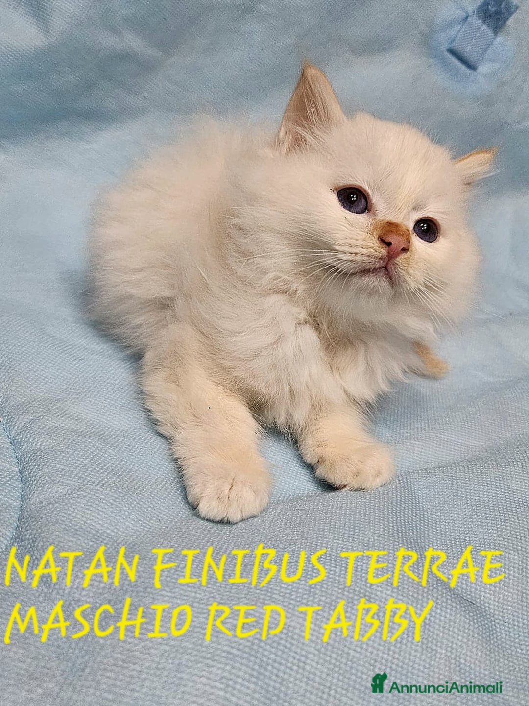 Sacro di Birmania gatti in vendita: Gattini Sacro di Birmania  - Annuncio 6