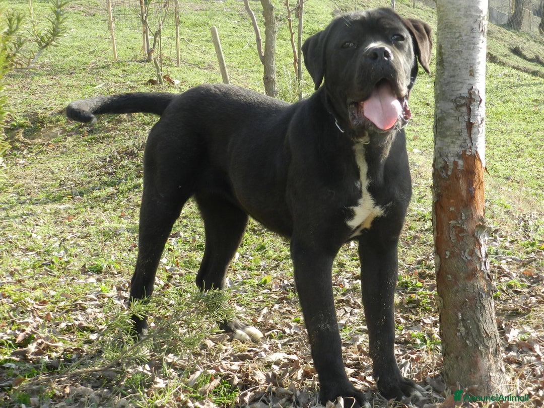 Cane Corso cani in vendita: spettacolari cuccioli di cane corso a Provincia di Cuneo - Immagine 17