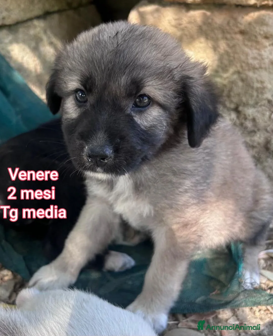 Meticcio cani in regalo: Cuccioli tenerissimi in cerca di casa  a Provincia di Modena - Annuncio 10