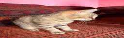 Meticcio gatti in regalo: GATTINA SPECIALIE a Provincia di Lodi - Annuncio 3