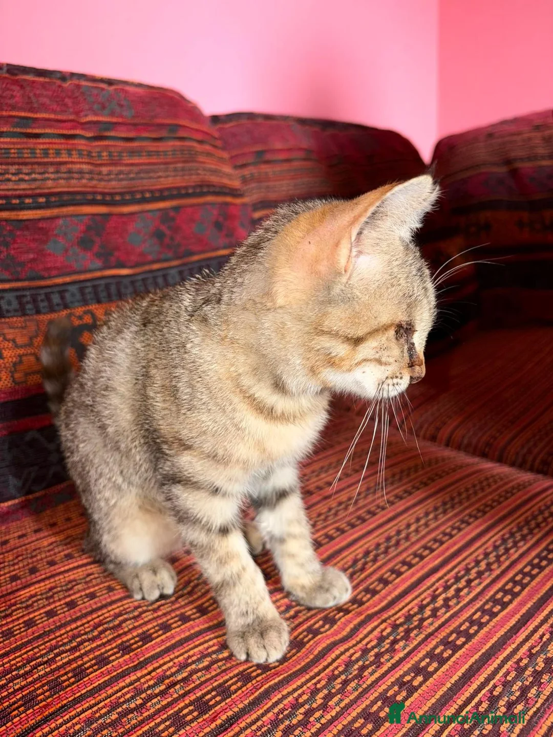 Meticcio gatti in regalo: GATTINA SPECIALIE a Provincia di Lodi - Annuncio 3
