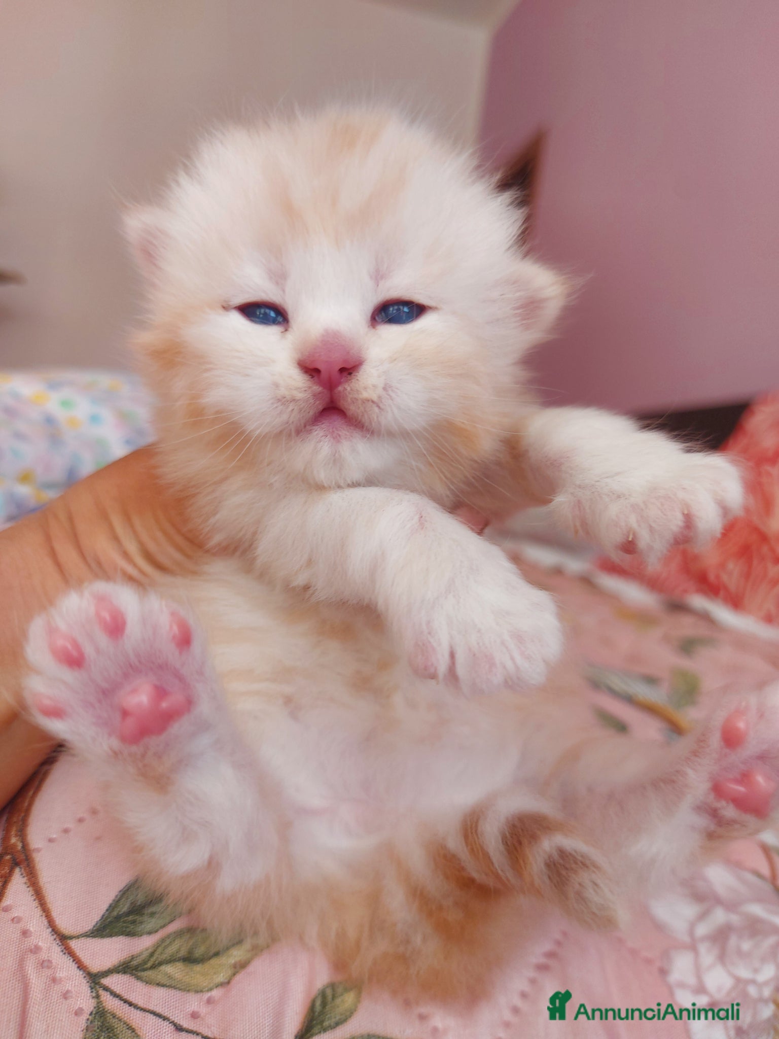Siberiano gatti Cuccioli di gatto Siberiano Certificati  - Annuncio 6