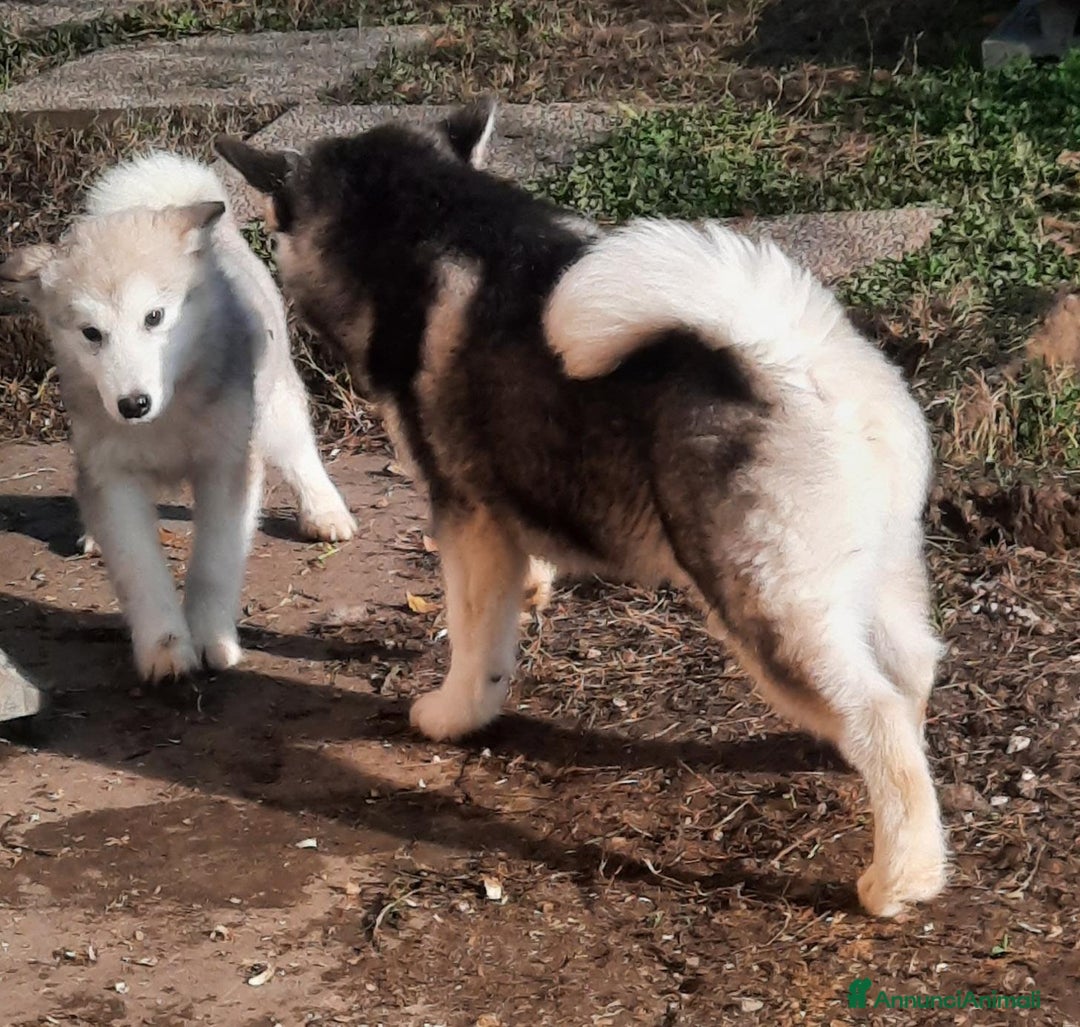 Alaskan Malamute cani in vendita: Alaskan Malamute cuccioli maschi - Annuncio 4