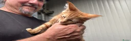 Maine Coon gatti in vendita: Maschietto rosso di maine coon - Annuncio 15