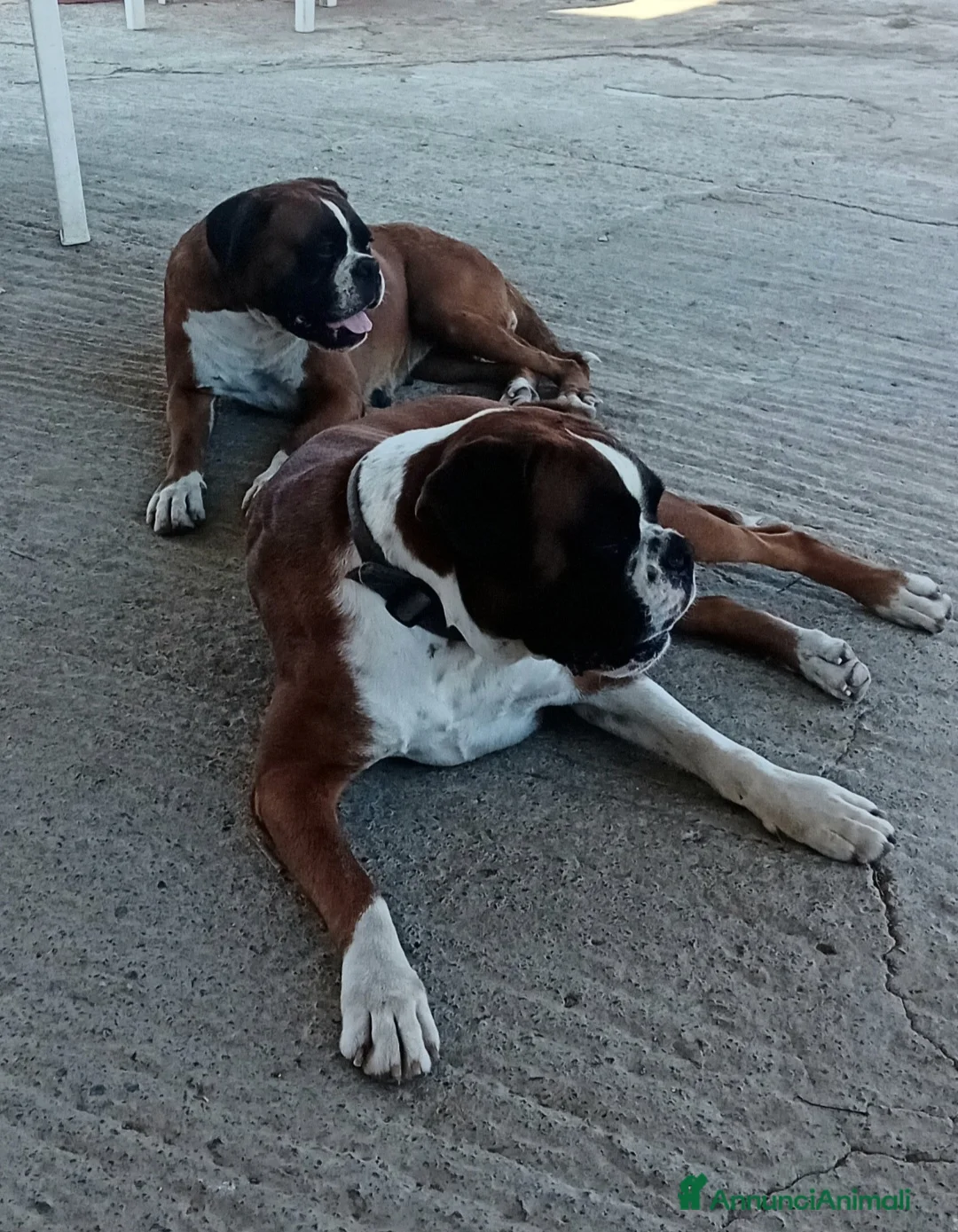 Boxer cani in vendita: Splendida Cucciola di Boxer - Annuncio 5