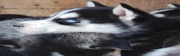 Husky cani in vendita: Siberian Husky  - Annuncio 4