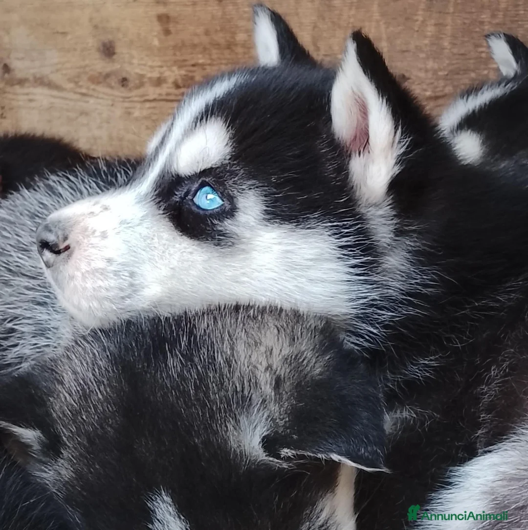 Husky cani in vendita: Siberian Husky  - Annuncio 4