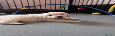 Golden Retriever 6