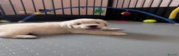 Golden Retriever cani in vendita: Cuccioli di Golden Retriever - Annuncio 5