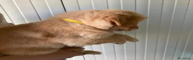 Golden Retriever Giallo