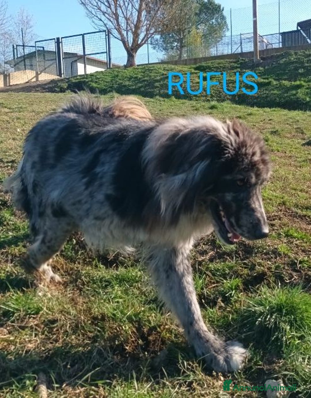 Meticcio cani in regalo: Fantastico RUFUS - Annuncio 4