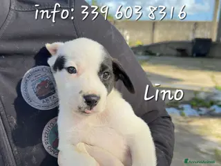 Meticcio cani LINO 💙 - cucciolo tenerissimo cerca adozione 🙏🏻 - Annuncio 23