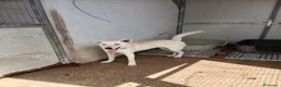 Meticcio cani in regalo: ERIS 🩷 aspetta solo di essere scelta 🥺 a Provincia della Spezia - Annuncio 5