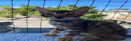 Bengala gatti in vendita: Cucciolo Bengala Con Pedigree  - Annuncio 1