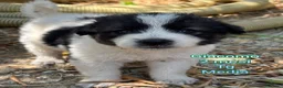 Meticcio cani in regalo: Cuccioli soli ed esclusi a Città Metropolitana di Genova - Annuncio 3