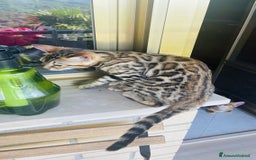 Bengala gatti in vendita: Cucciolo bengala a Provincia di Frosinone - Immagine 20