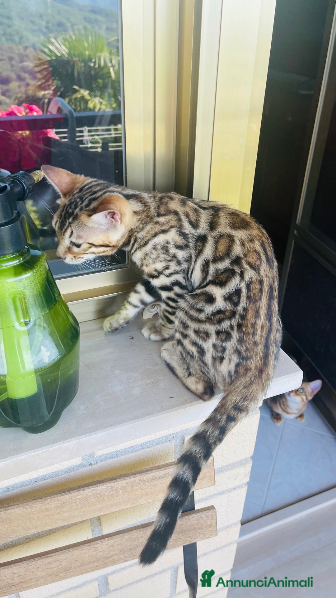 Bengala gatti in vendita: Cucciolo bengala a Provincia di Frosinone - Immagine 20