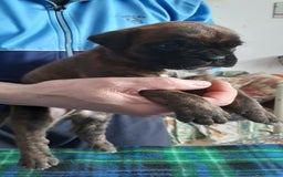 Boxer cani in vendita: boxer cuccioli a Turbigo - Immagine 8