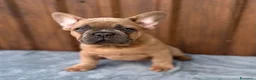 Bulldog Francese cani in vendita: Bulldog francese fawn blu - Annuncio 4