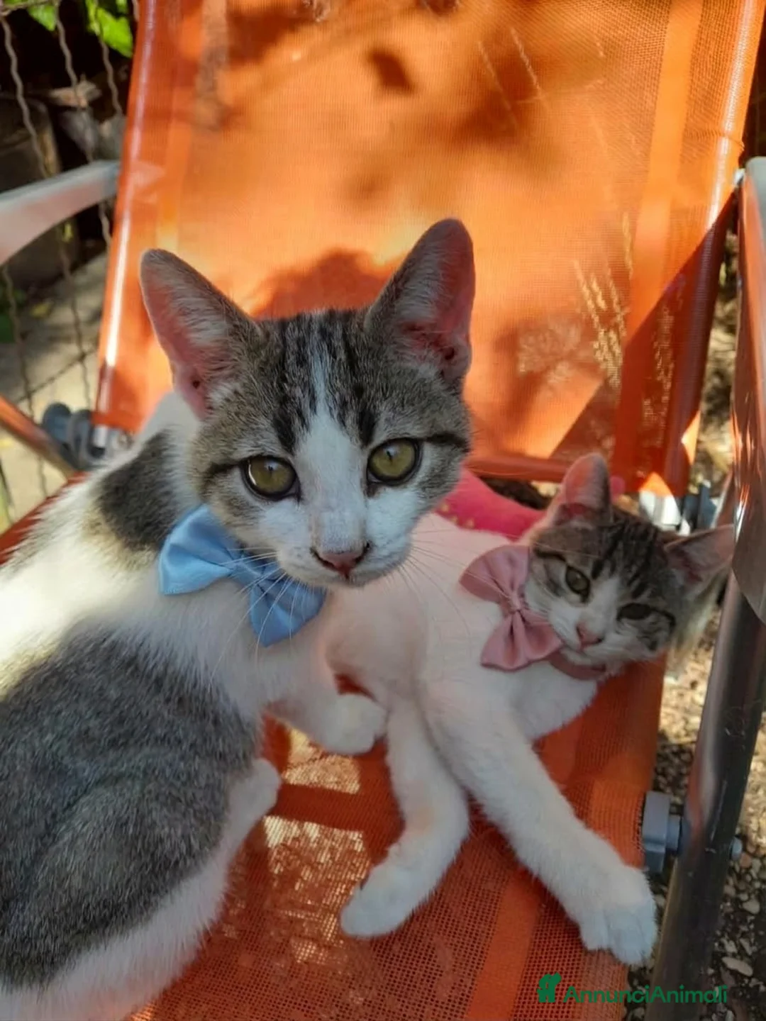 Altre razze gatti in regalo: CERCANO CASA 🏡 - Annuncio 1