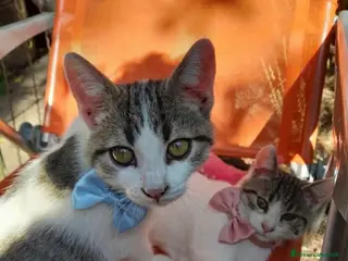 Altre razze gatti CERCANO CASA 🏡 - Annuncio 2