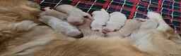 Golden Retriever cani in vendita: CUCCIOLI GOLDEN RETRIEVER - Annuncio 13