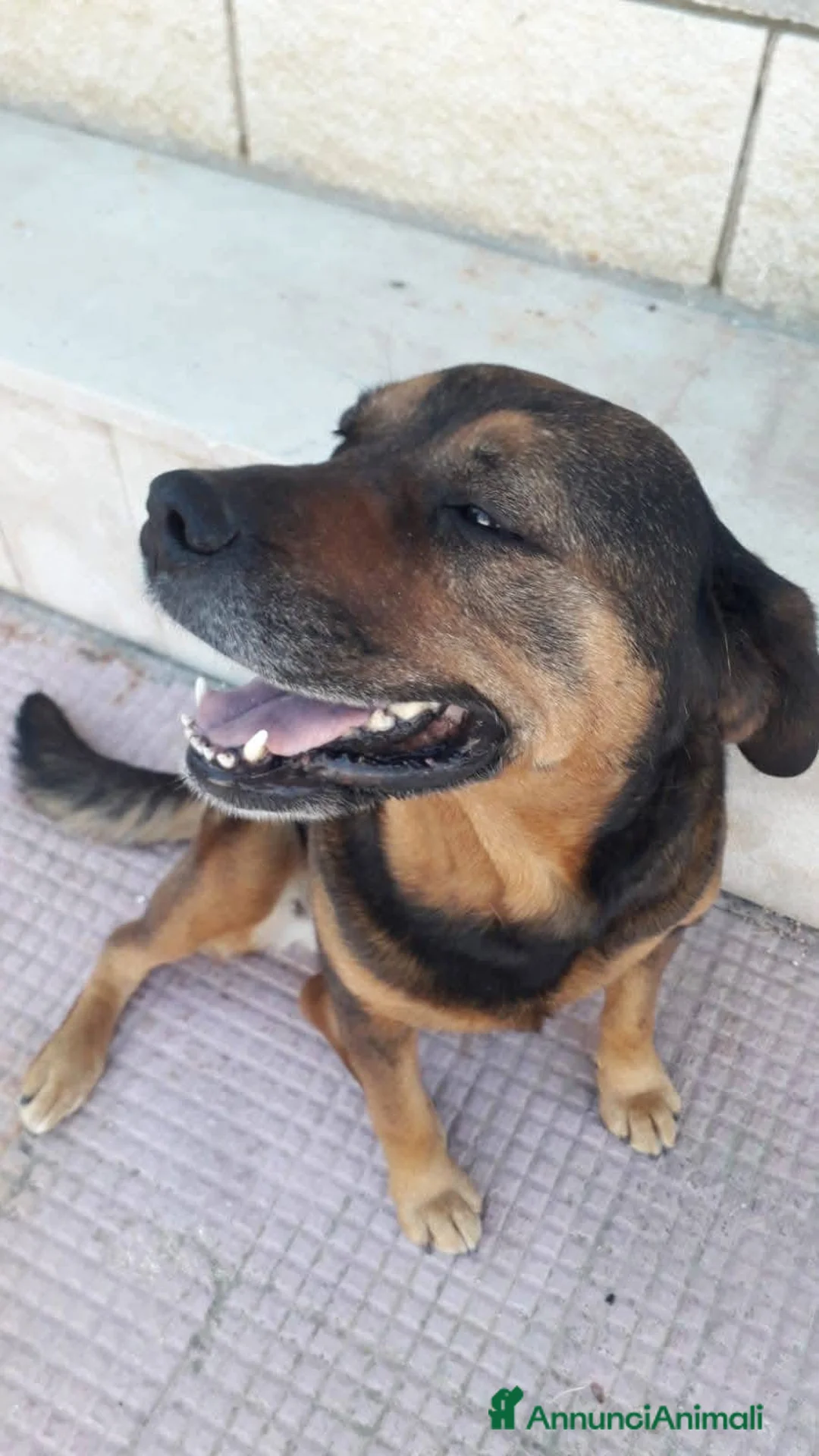 Dogue de Bordeaux cani in regalo: Nina 7 anni - Annuncio 1