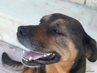 Dogue de Bordeaux cani in regalo: Nina 7 anni - Annuncio 4