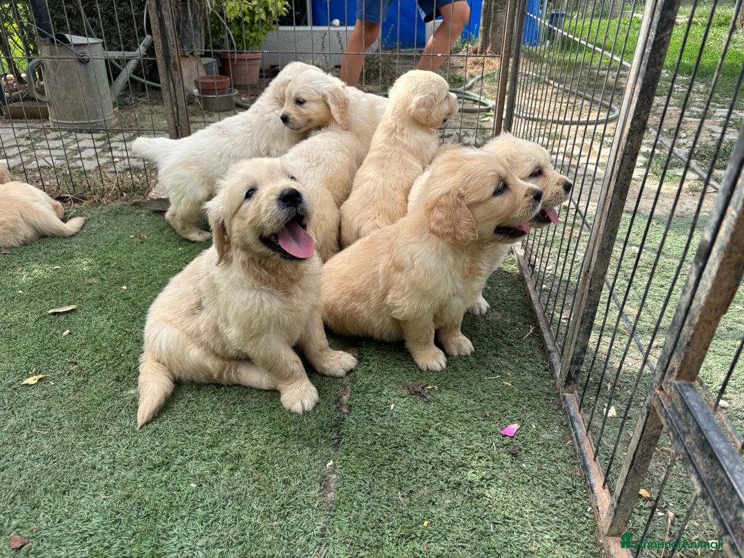 Golden Retriever cani in vendita: Cuccioli Golden Retriever a Metropolitan City of Venice - Immagine 3