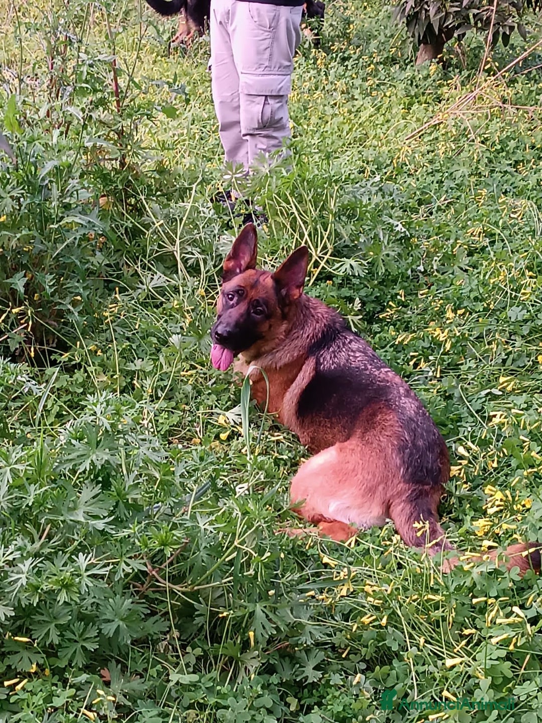 Pastore Tedesco cani in regalo: Pastore Tedesco pura,bellissima 4anni COSENZA SOS - Annuncio 4