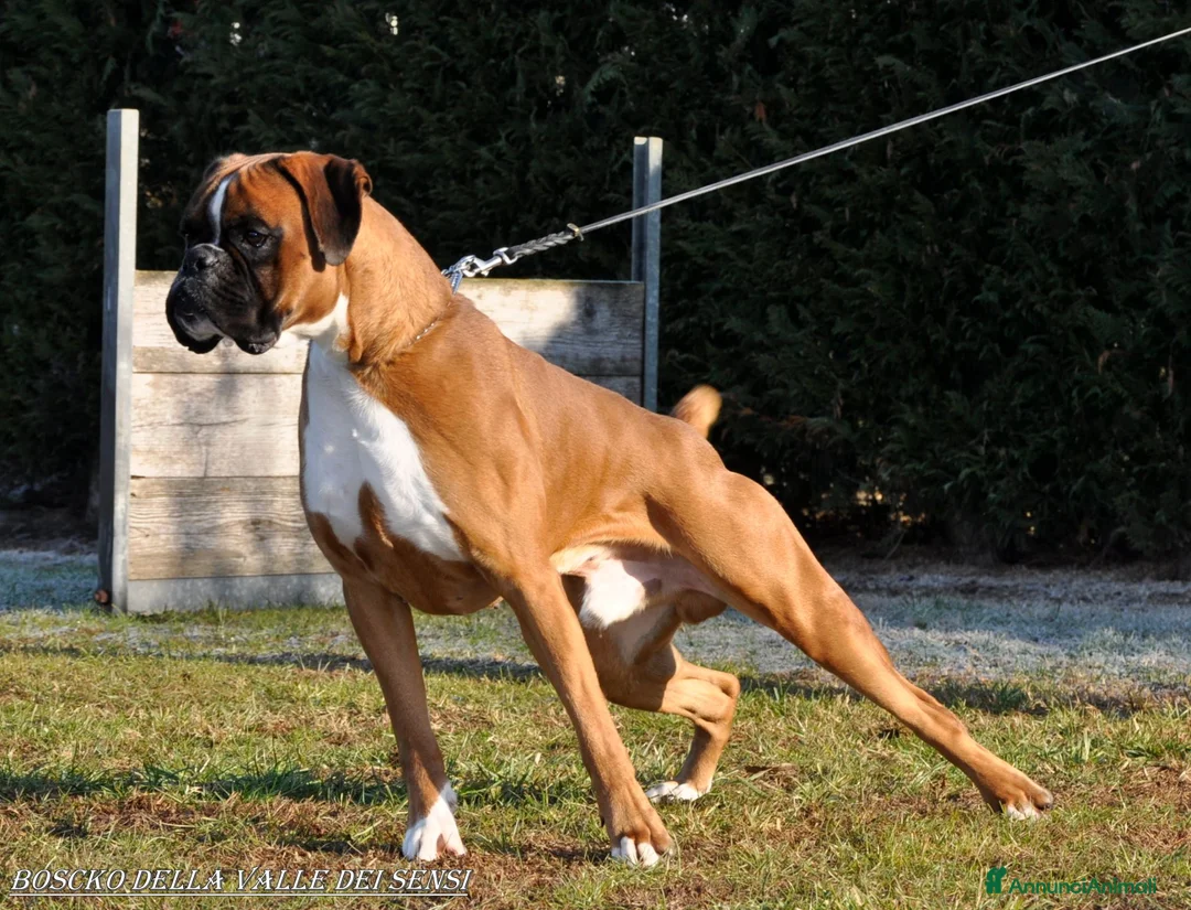 Boxer cani in vendita: BOXER CUCCIOLI VENDO-CUCCIOLI BOXER - Annuncio 19