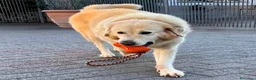 Meticcio cani in regalo: SALOMONE MAREMMANO - Annuncio 13