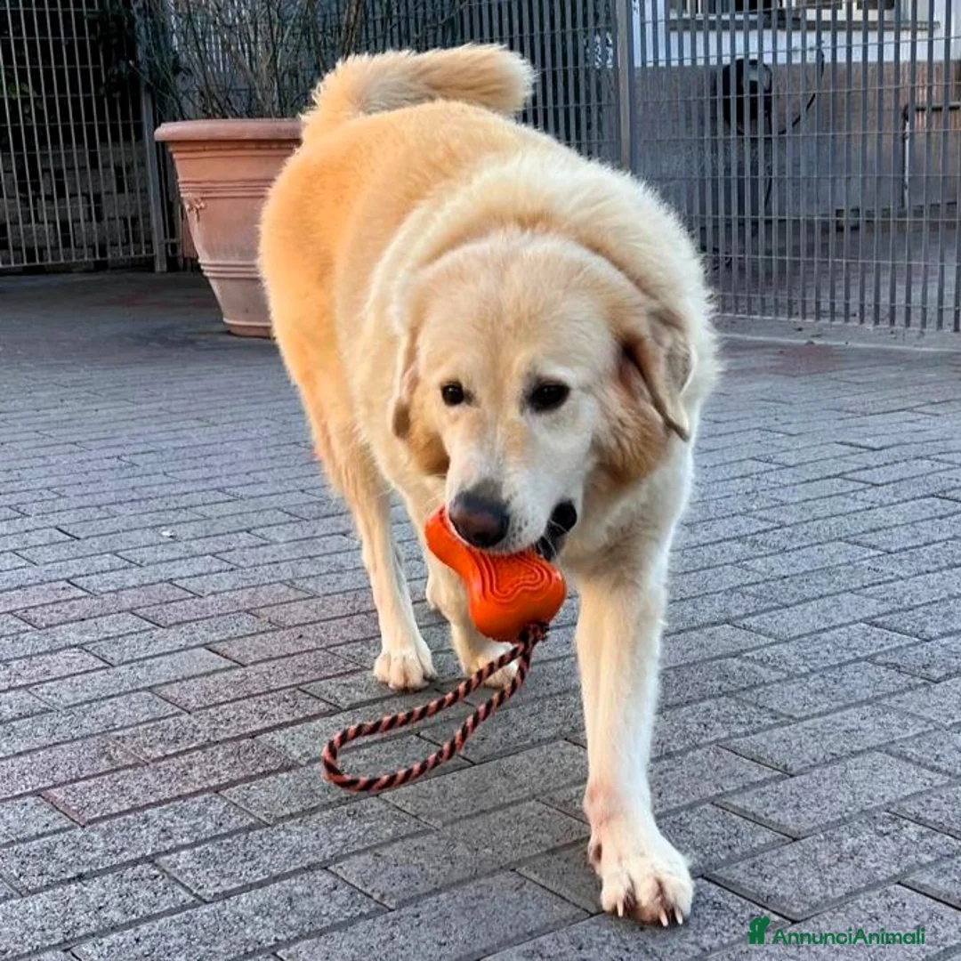 Meticcio cani in regalo: SALOMONE MAREMMANO - Annuncio 13