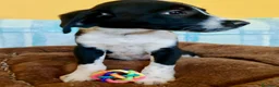 Meticcio cani in regalo: Cuccioli 2 mesi taglia media - Annuncio 7