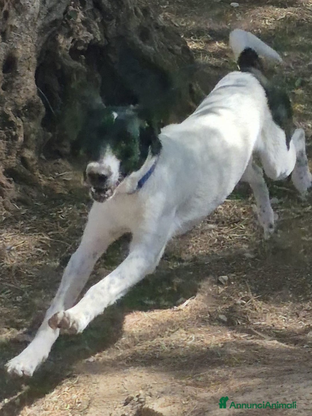 Meticcio cani in regalo: MAYA,ADATTA A TUTTI, NESSUNO CHIAMA PER LEI!!! - Annuncio 8